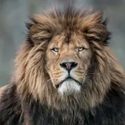 Billet pour le Zoo du Bois d'Attilly (77)