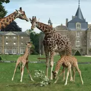 Billet pour le Zoo et le Château de la Bourbansais à Pleugueneuc