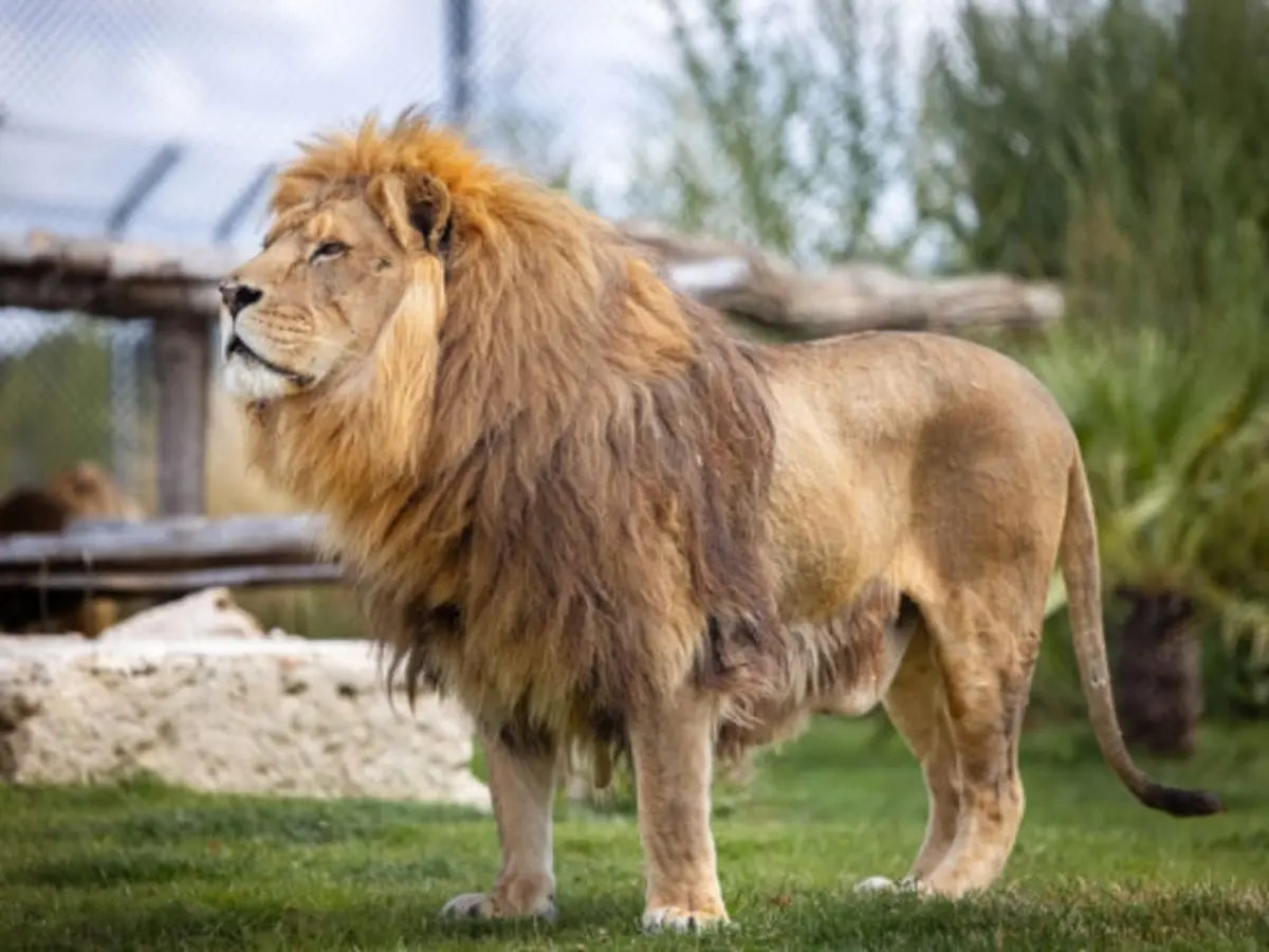 Billet pour le Zoo-refuge La Tanière (28)