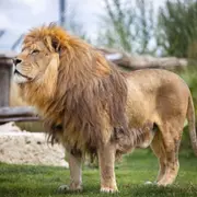 Billet pour le Zoo-refuge La Tanière (28)