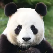 Billet pour le ZooParc de Beauval  (41)