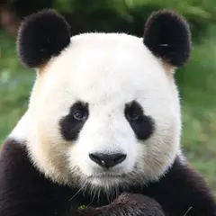 Billet pour le ZooParc de Beauval  (41)