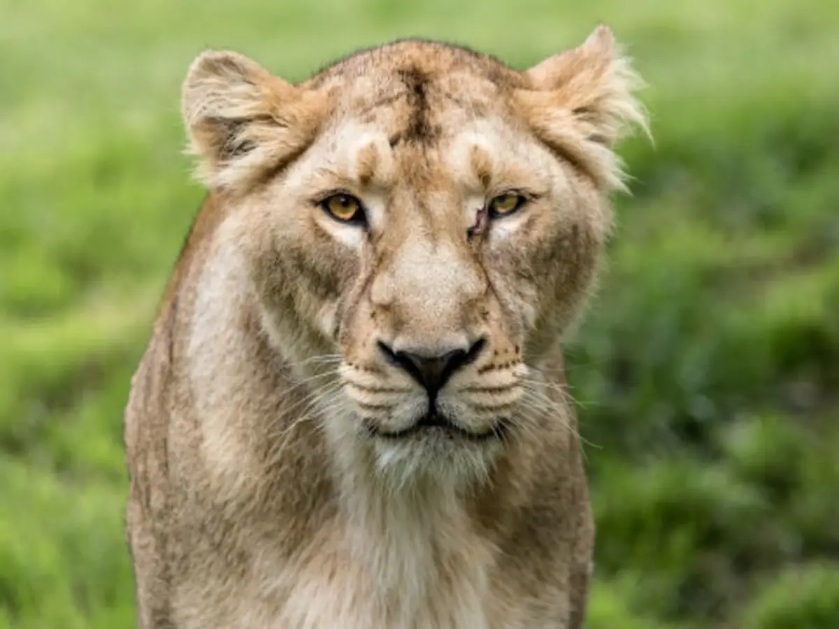 Billet pour le ZooParc de Trégomeur (22)