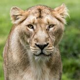 Billet pour le ZooParc de Tr&eacute;gomeur (22)