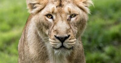 Billet pour le ZooParc de Tr&eacute;gomeur (22)