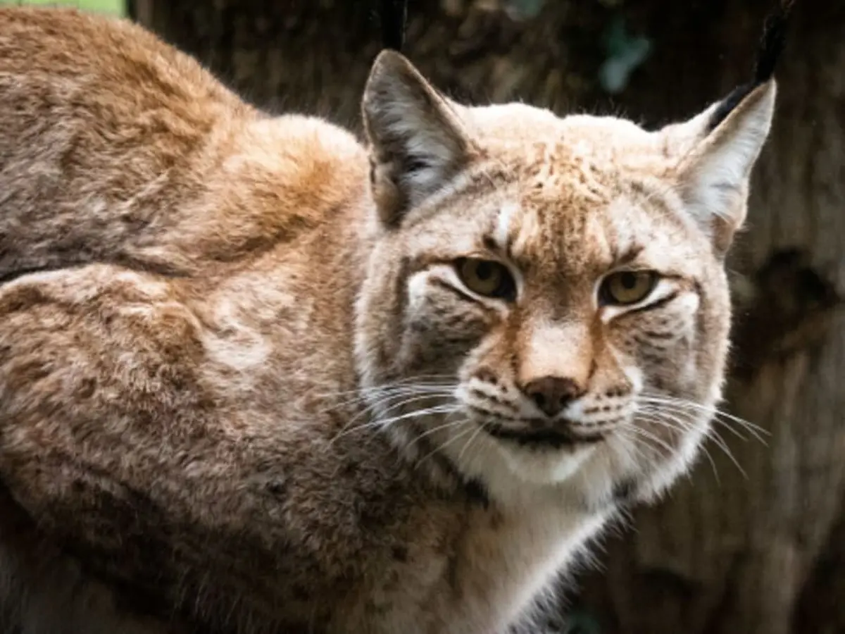 Billet pour Legendia Parc (44)