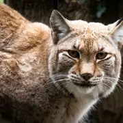 Billet pour Legendia Parc (44)