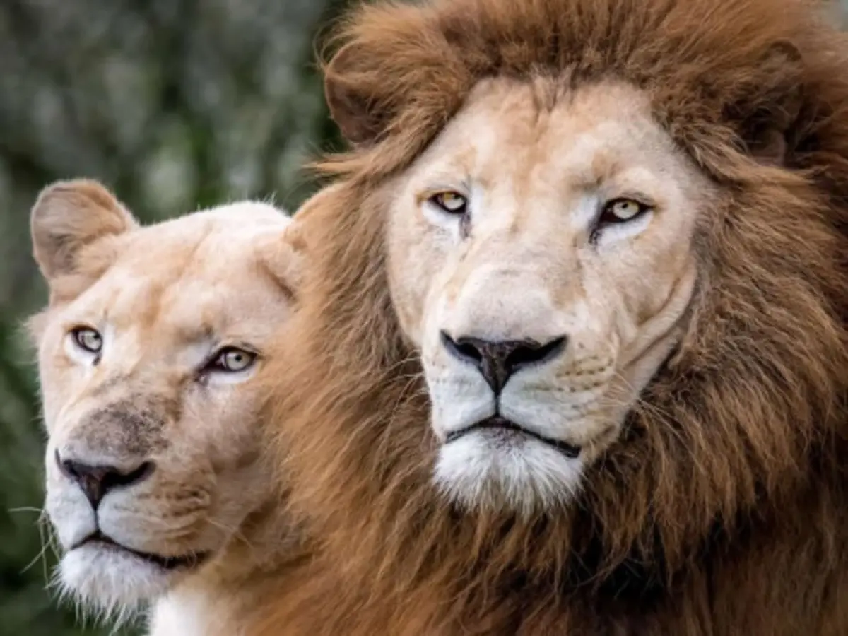 Billet pour Les Terres de Nataé (56)