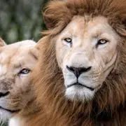 Envie de bouger à Lorient ce week-end (6-8 février 2026) ? Voici 6 idées de sorties