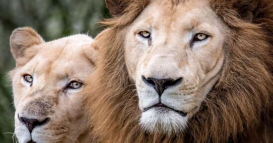 5 id&eacute;es sympa pour ce week-end &agrave; Lorient du 24 au 26 avril 2026