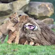 Billet pour Lumigny Safari Réserve (77)