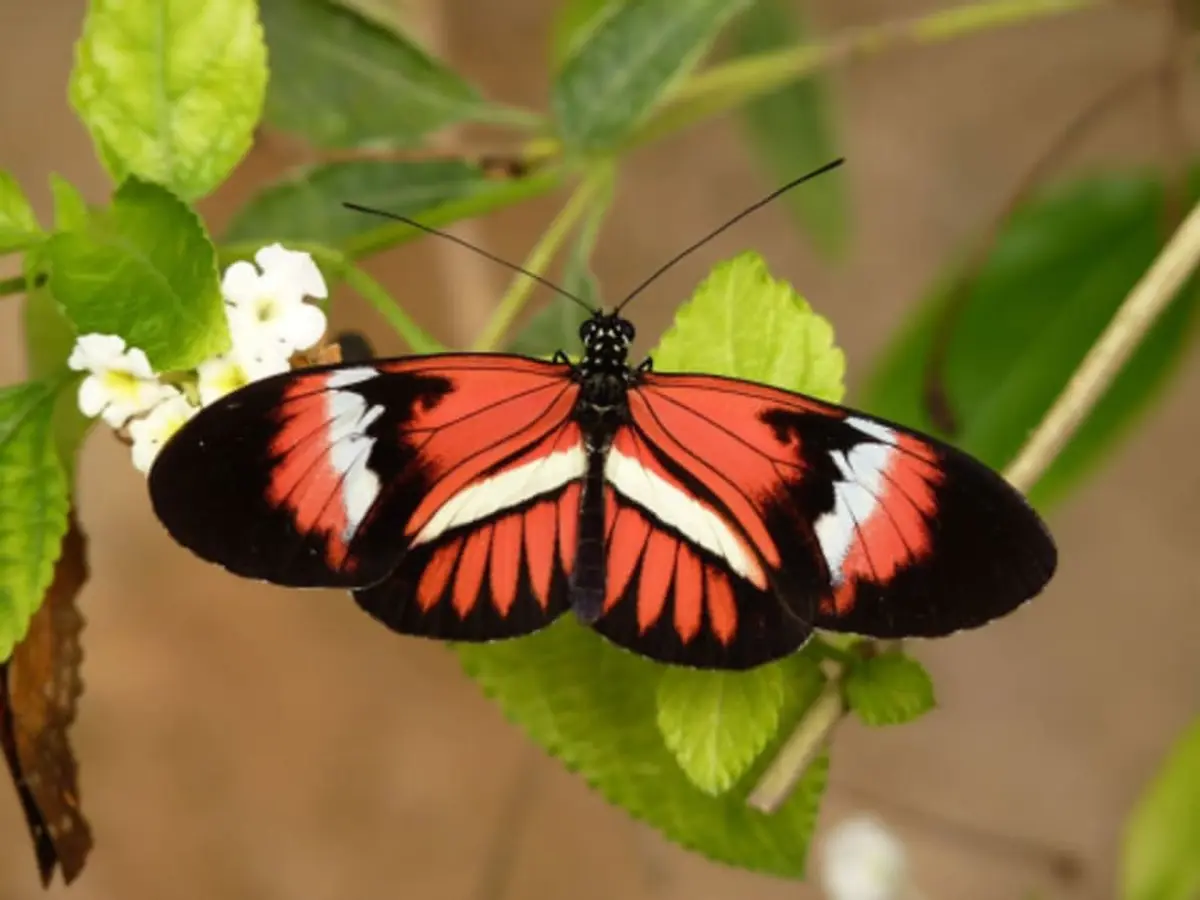 Billet pour Micropolis - Cité des insectes près de Millau (12)