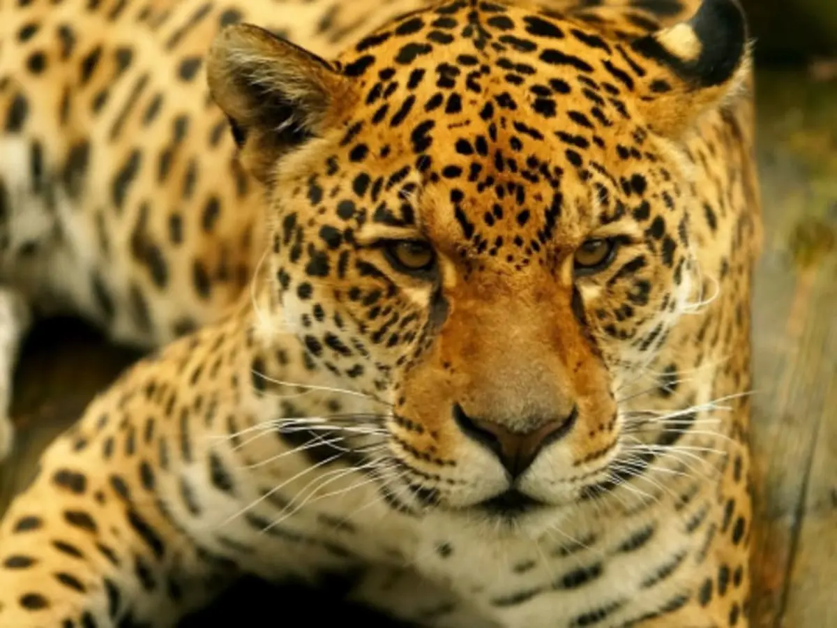 Billet pour Parrot World à Crécy-la-Chapelle (77)