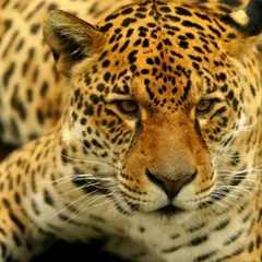 Billet pour Parrot World à Crécy-la-Chapelle (77)