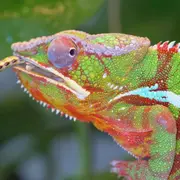 Billet pour Planet Exotica (17)