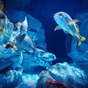 Billet pour Planet Ocean Montpellier (34)