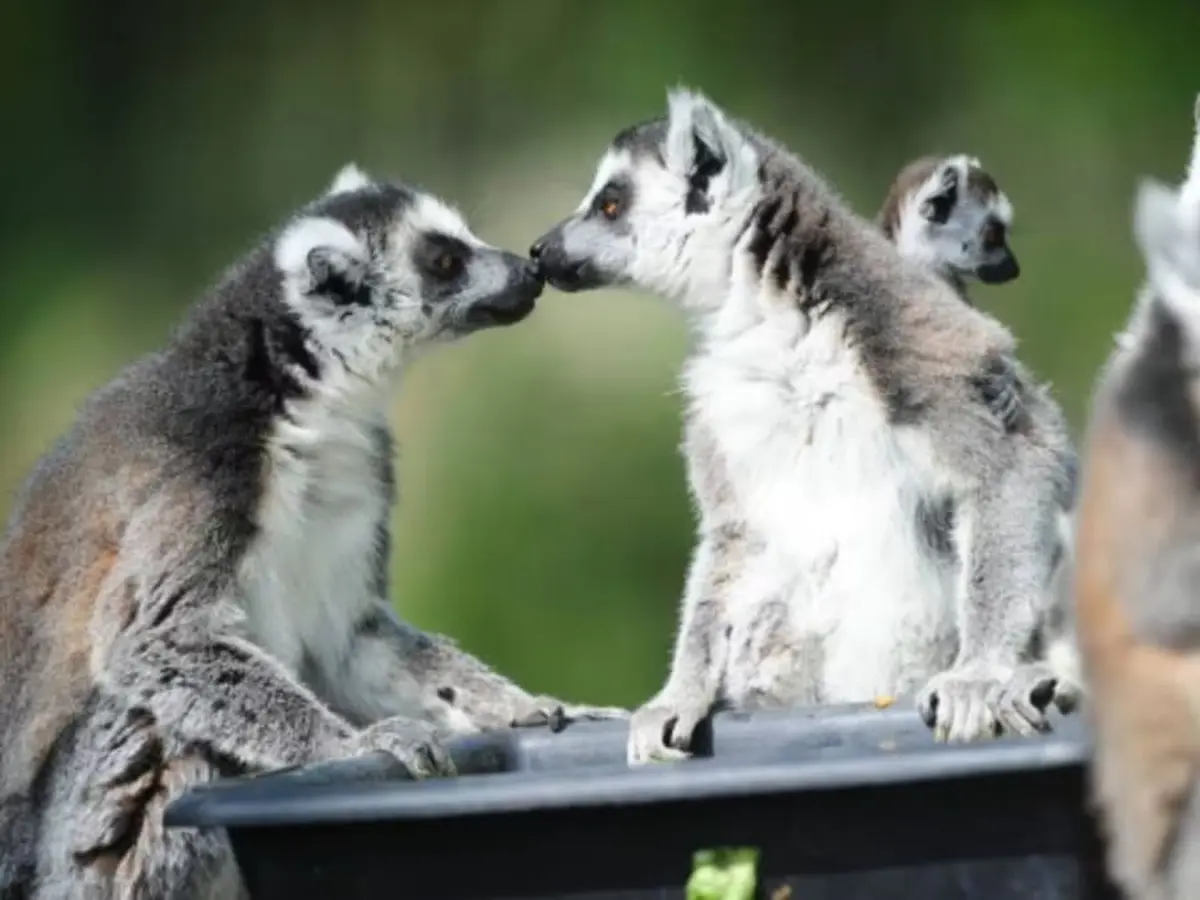 Billet pour Spaycific'zoo près du Mans (72)