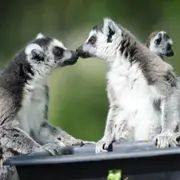 Billet pour Spaycific'zoo près du Mans (72)