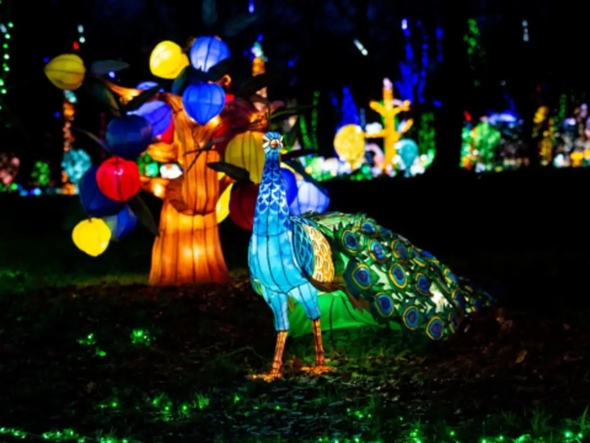 Billet pour Thoiry ZooSafari et Lumières Sauvages (78)