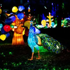 Billet pour Thoiry ZooSafari et Lumières Sauvages (78)