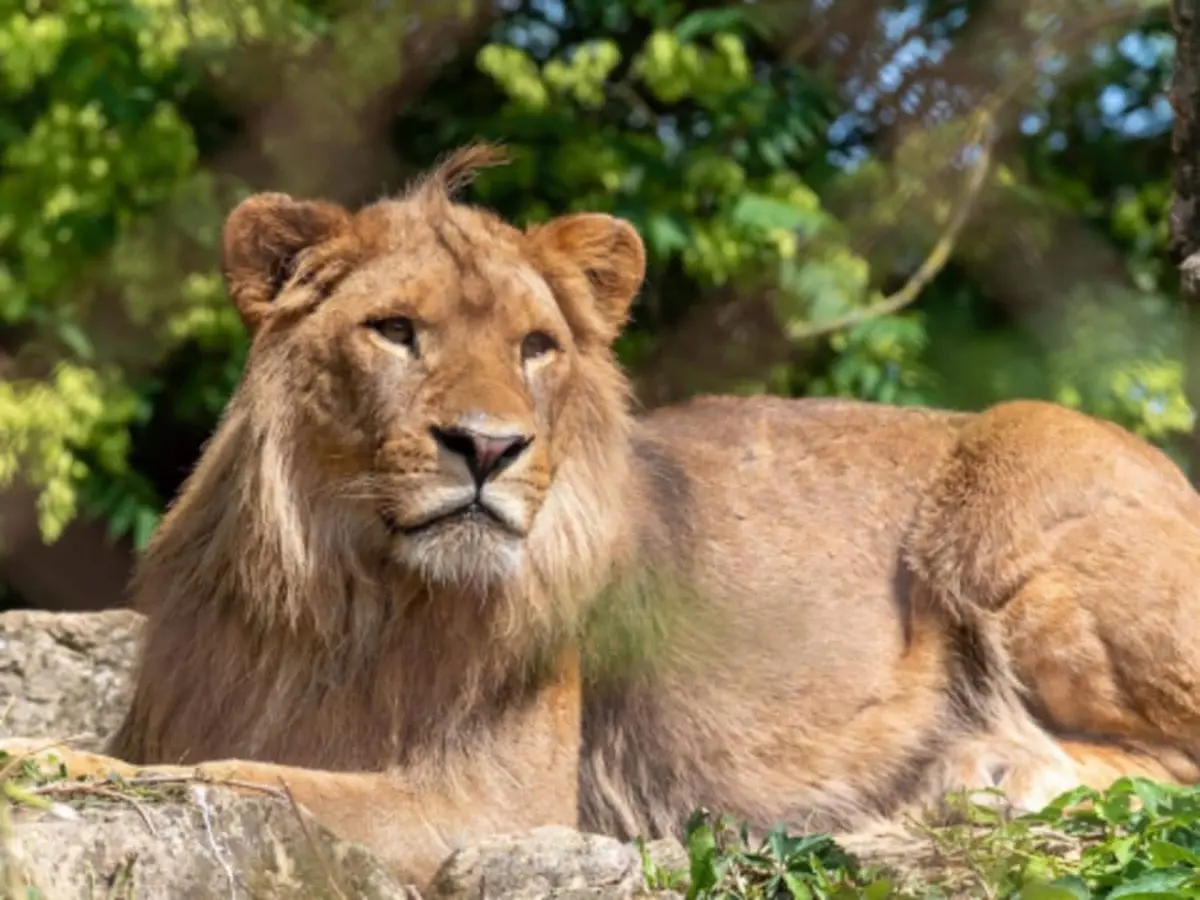 Billet pour Touroparc Zoo  (71)