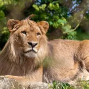 Billet pour Touroparc Zoo  (71)