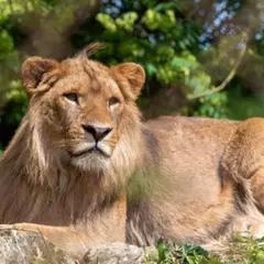 Billet pour Touroparc Zoo  (71)