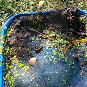 Biodiversité des mares