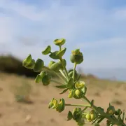 Biodiversité du Bassin d'Arcachon : une richesse à découvrir