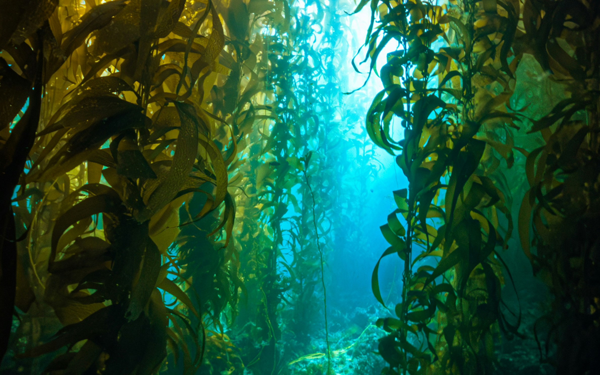Biodiversité et bioinspiration : que nous apprennent les habitants du monde marin ?