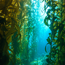 Biodiversité et bioinspiration : que nous apprennent les habitants du monde marin ?
