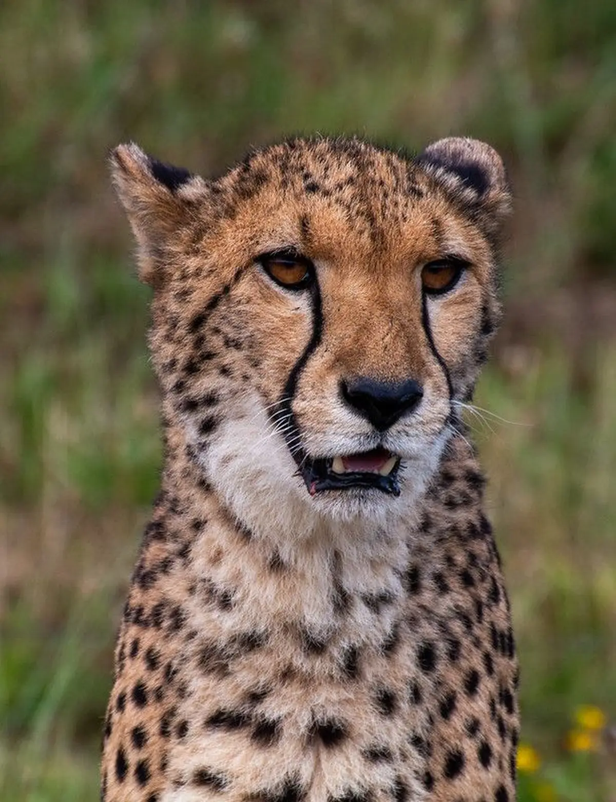 Bioparc de Dou&eacute;-la-Fontaine