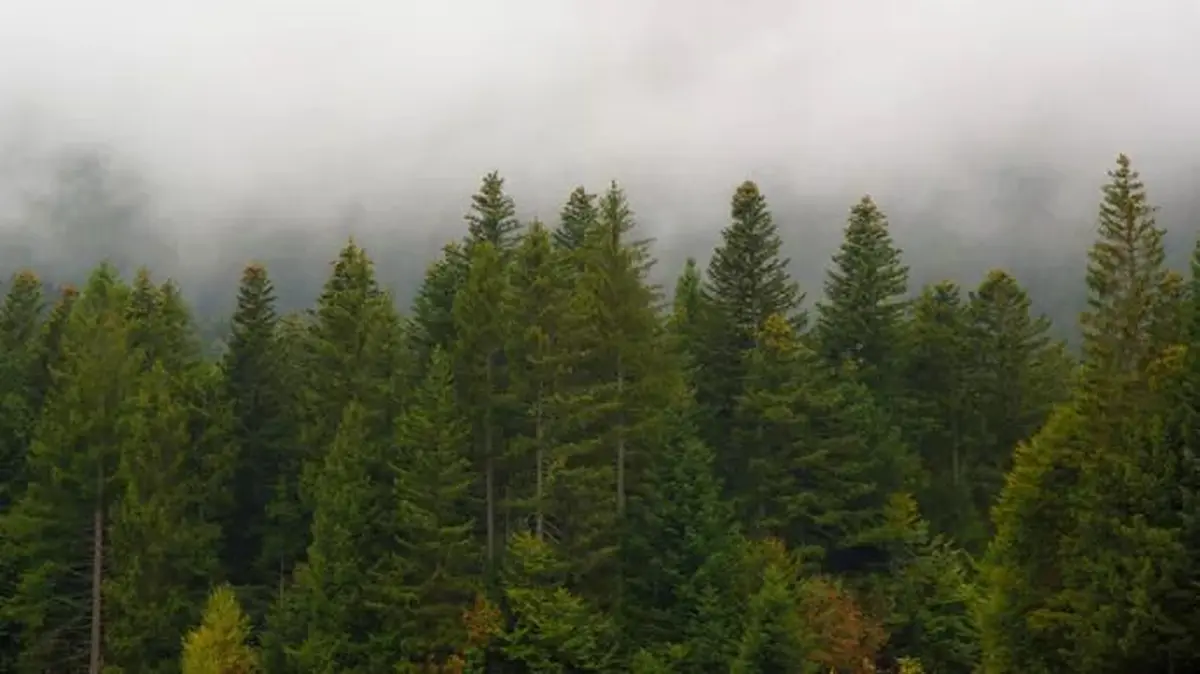 Bois de Chartreuse : le trésor forestier des Alpes françaises
