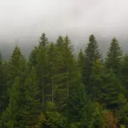 Bois de Chartreuse : le trésor forestier des Alpes françaises