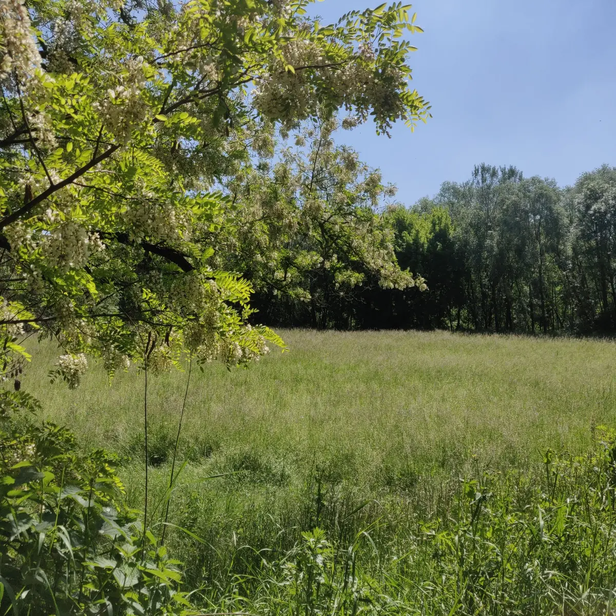 Le bois des Philosophes