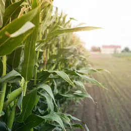 Bonduelle, une agriculture régénératrice