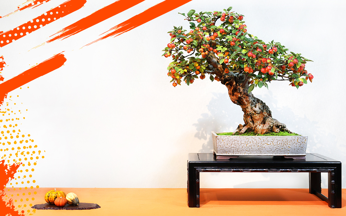 BONSAI CULTURE EXPO
