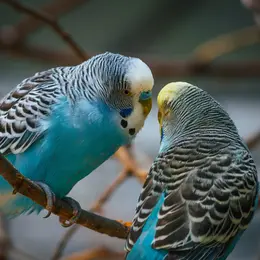 Bourse aux oiseaux