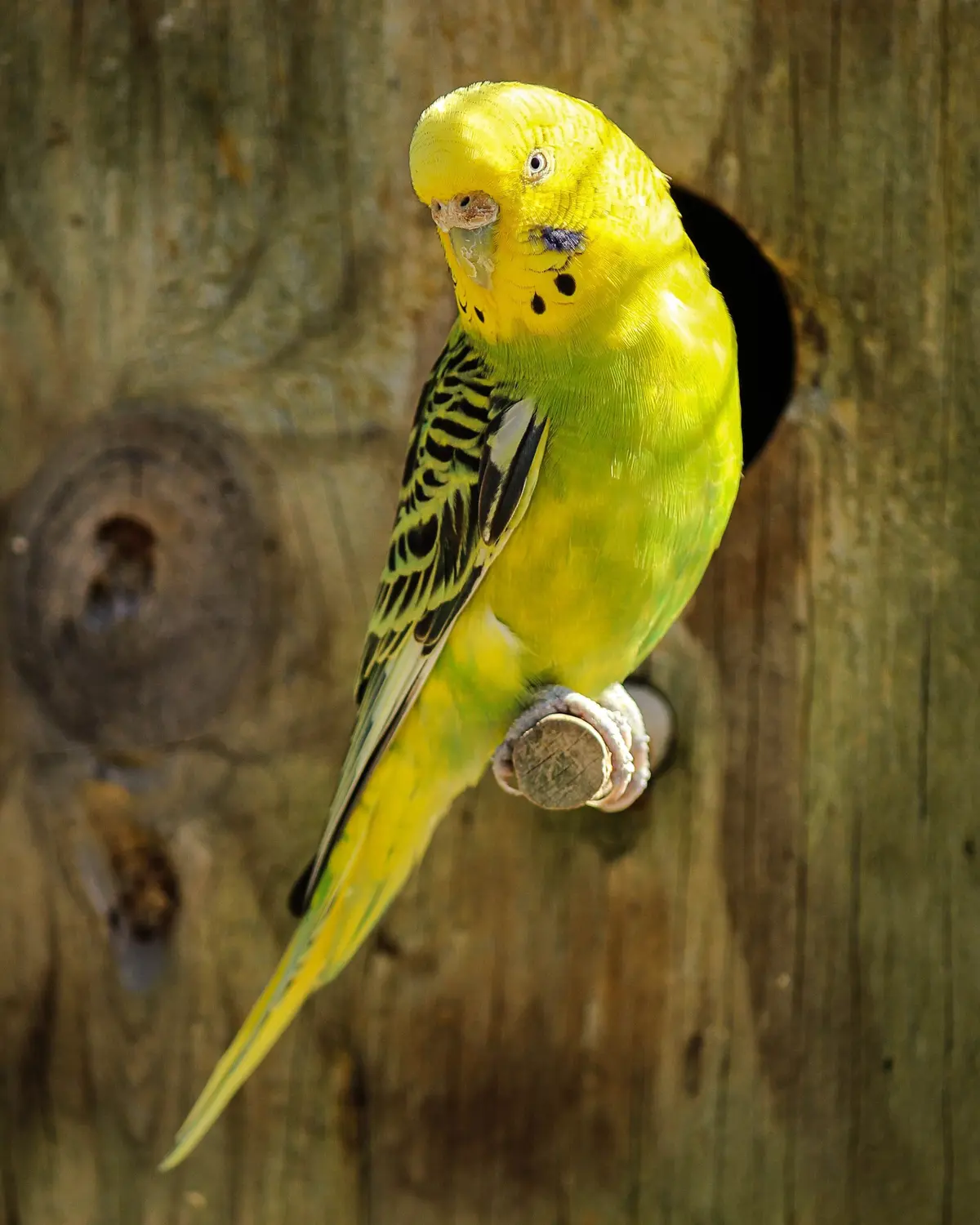 Bourse aux oiseaux exotiques