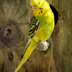 Bourse aux oiseaux exotiques