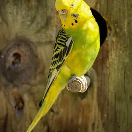 Bourse aux oiseaux exotiques