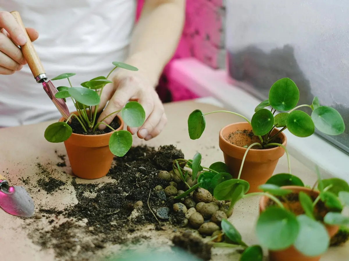 Bourse aux plantules
