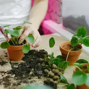 Bourse aux plantules