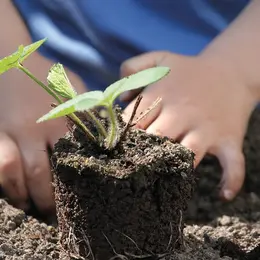 Boutures faciles Permaculture Syntropie