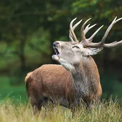 Brame du cerf