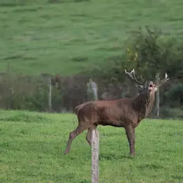Brame du cerf