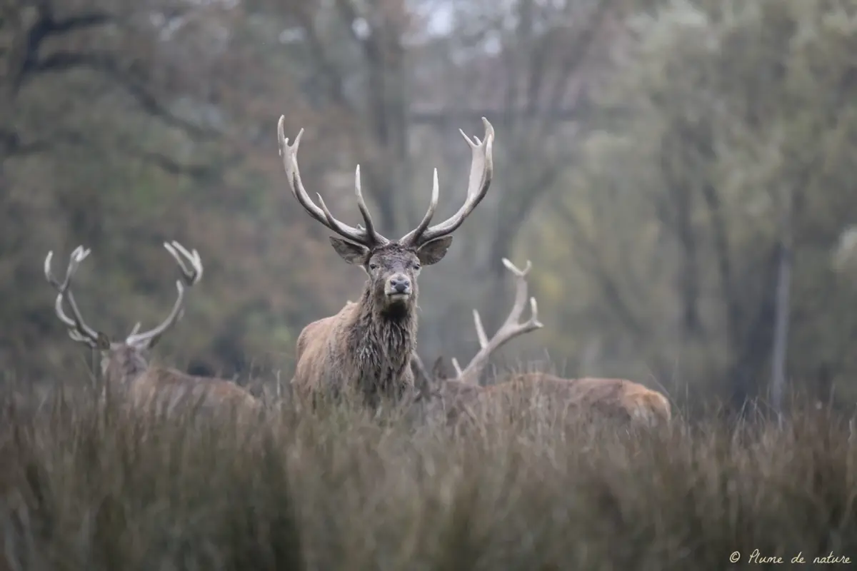 Brame du cerf en Sologne avec Plume de nature