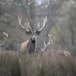Brame du cerf en Sologne avec Plume de nature