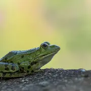 Branche-Toi Sur Fréquence Grenouille !
