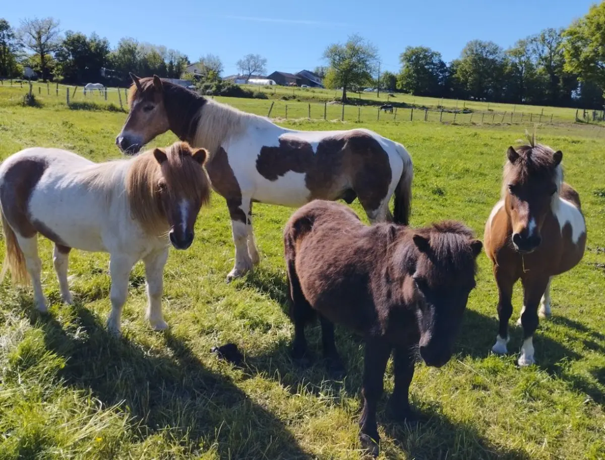 Bric à Brac au profit de vieux chevaux